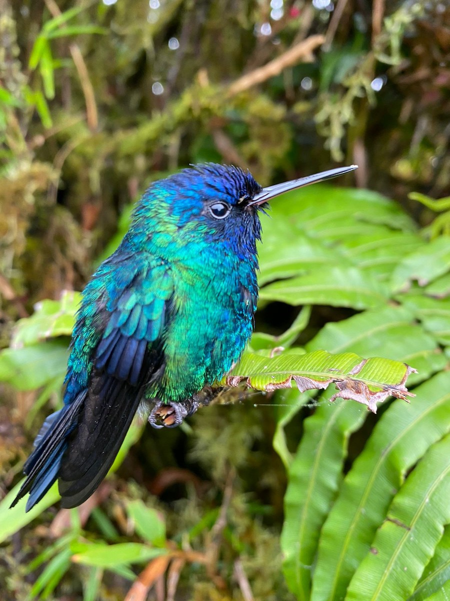 Blue-headed Hummingbird - Dario Euphrosine