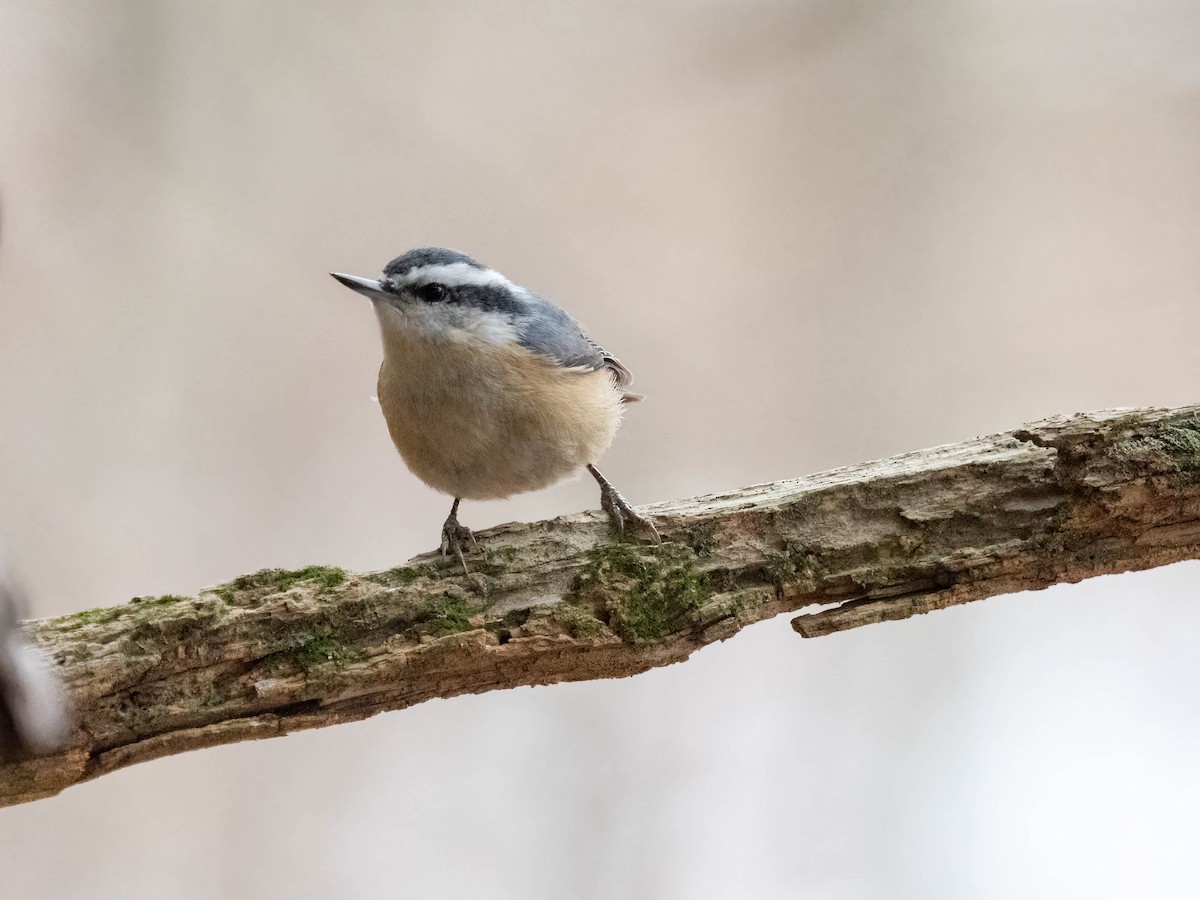 Red-breasted Nuthatch - ML410498121