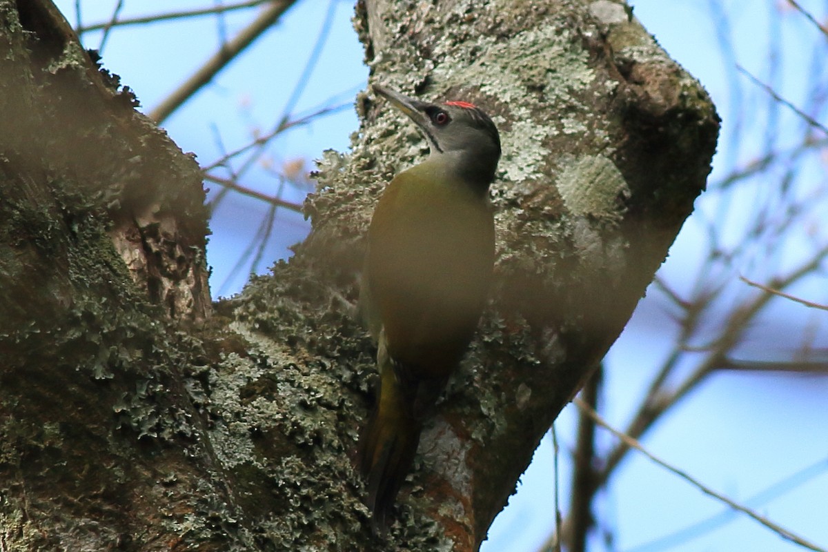Gray-headed Woodpecker - CF Yang