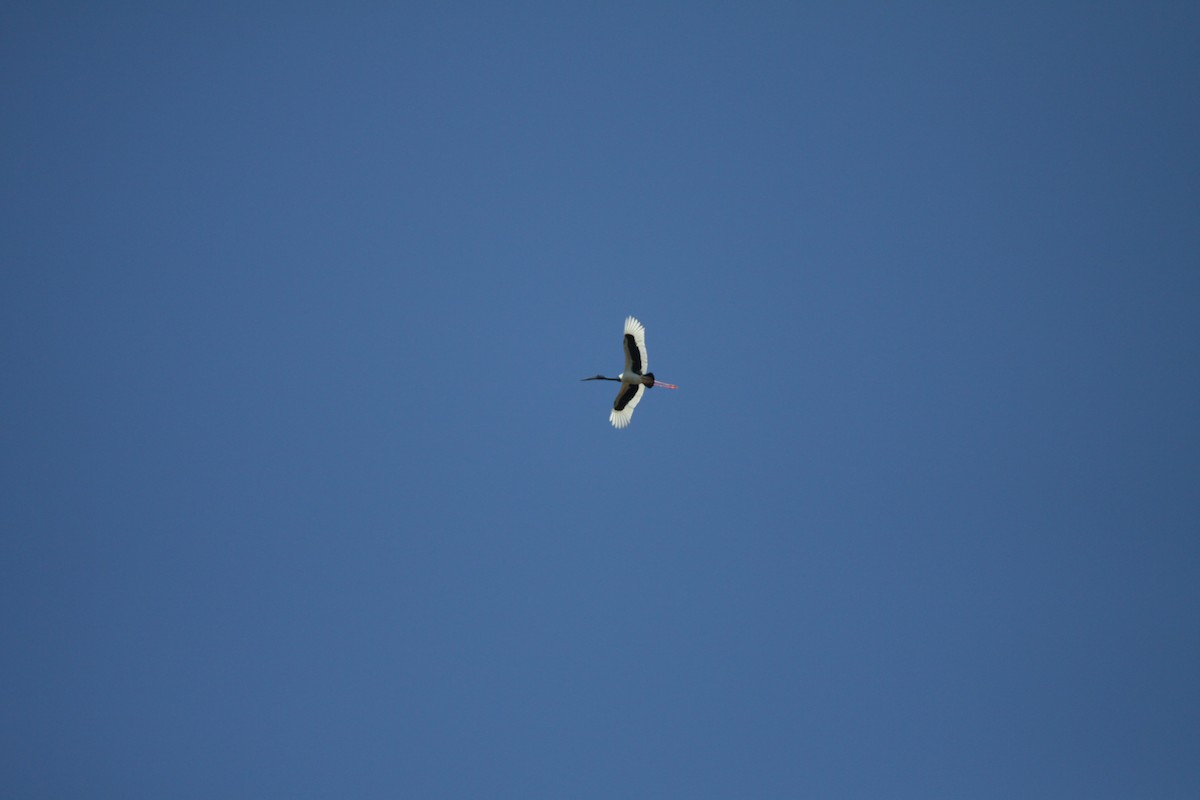 Black-necked Stork - Adam Byrne