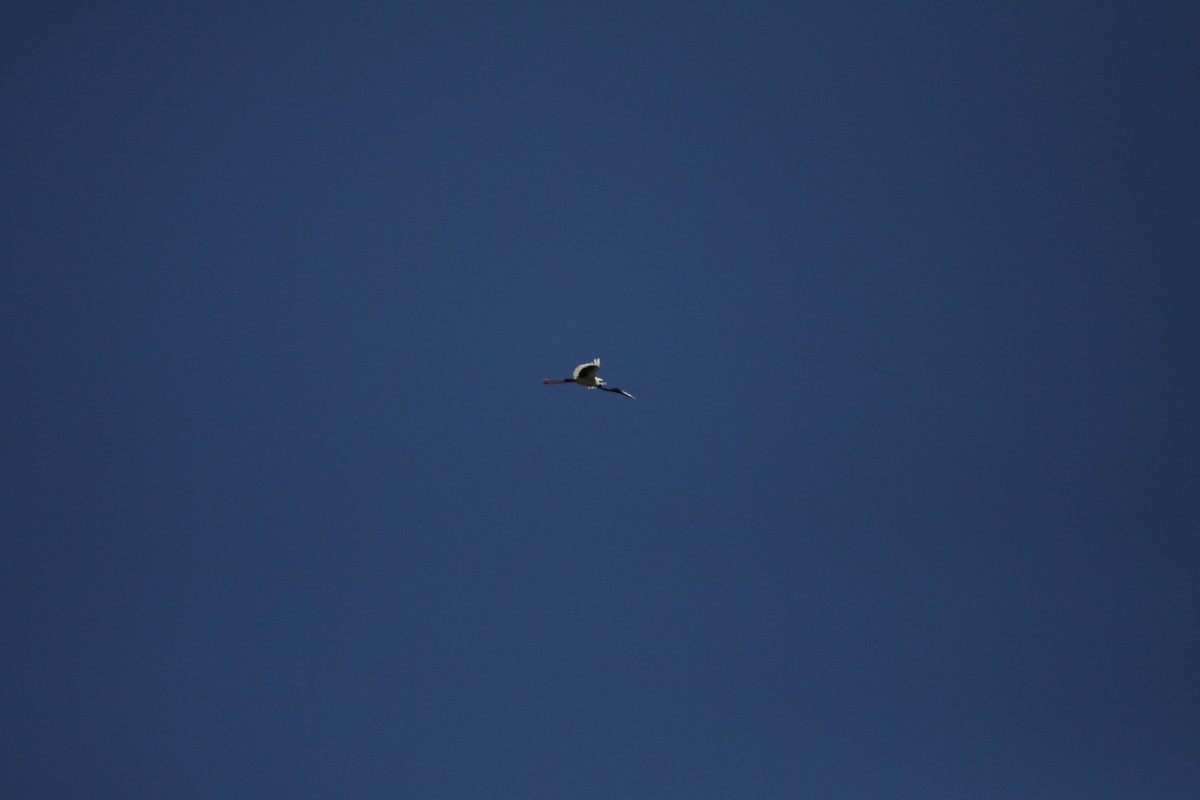 Black-necked Stork - Adam Byrne