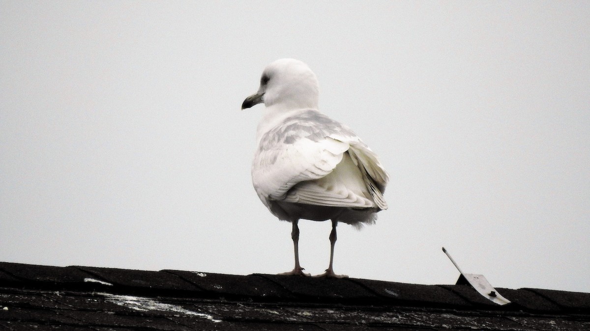 Gaviota Groenlandesa - ML410499381