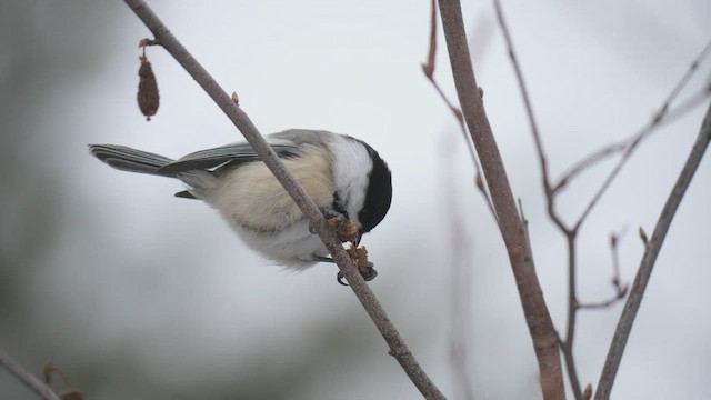 アメリカコガラ - ML410500191
