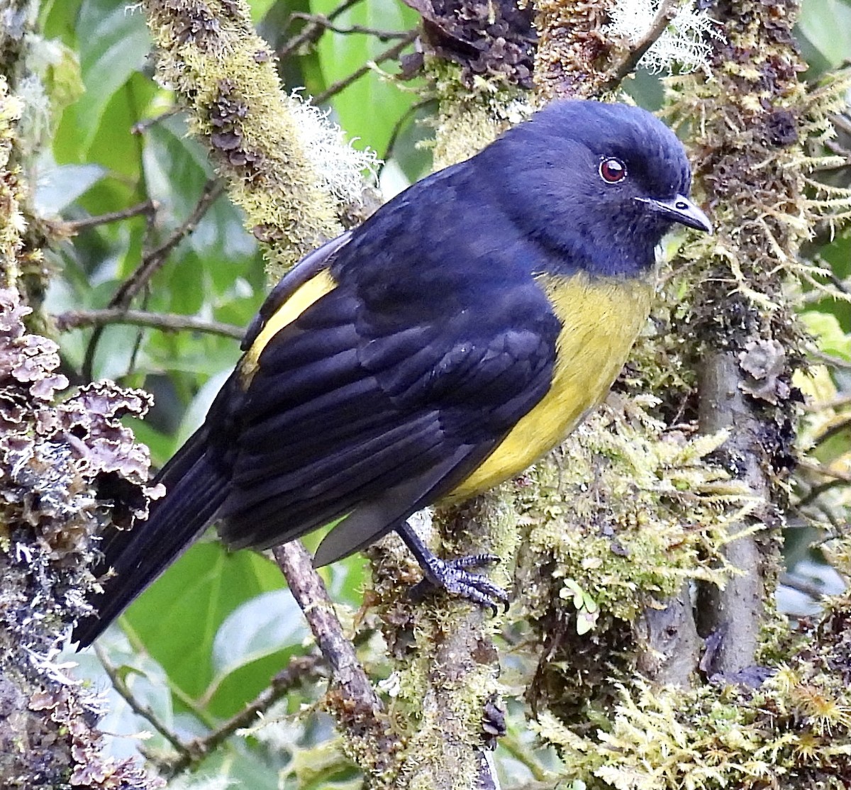 Black-and-yellow Silky-flycatcher - lori herfurth