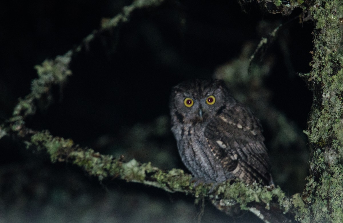 Western Screech-Owl - ML41050061