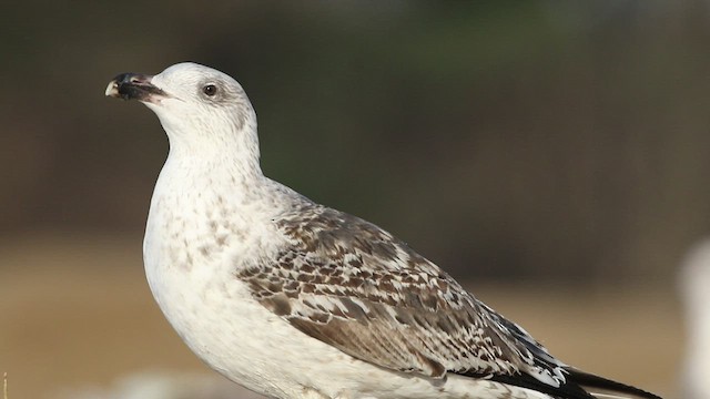 Great Black-backed Gull - ML410501461