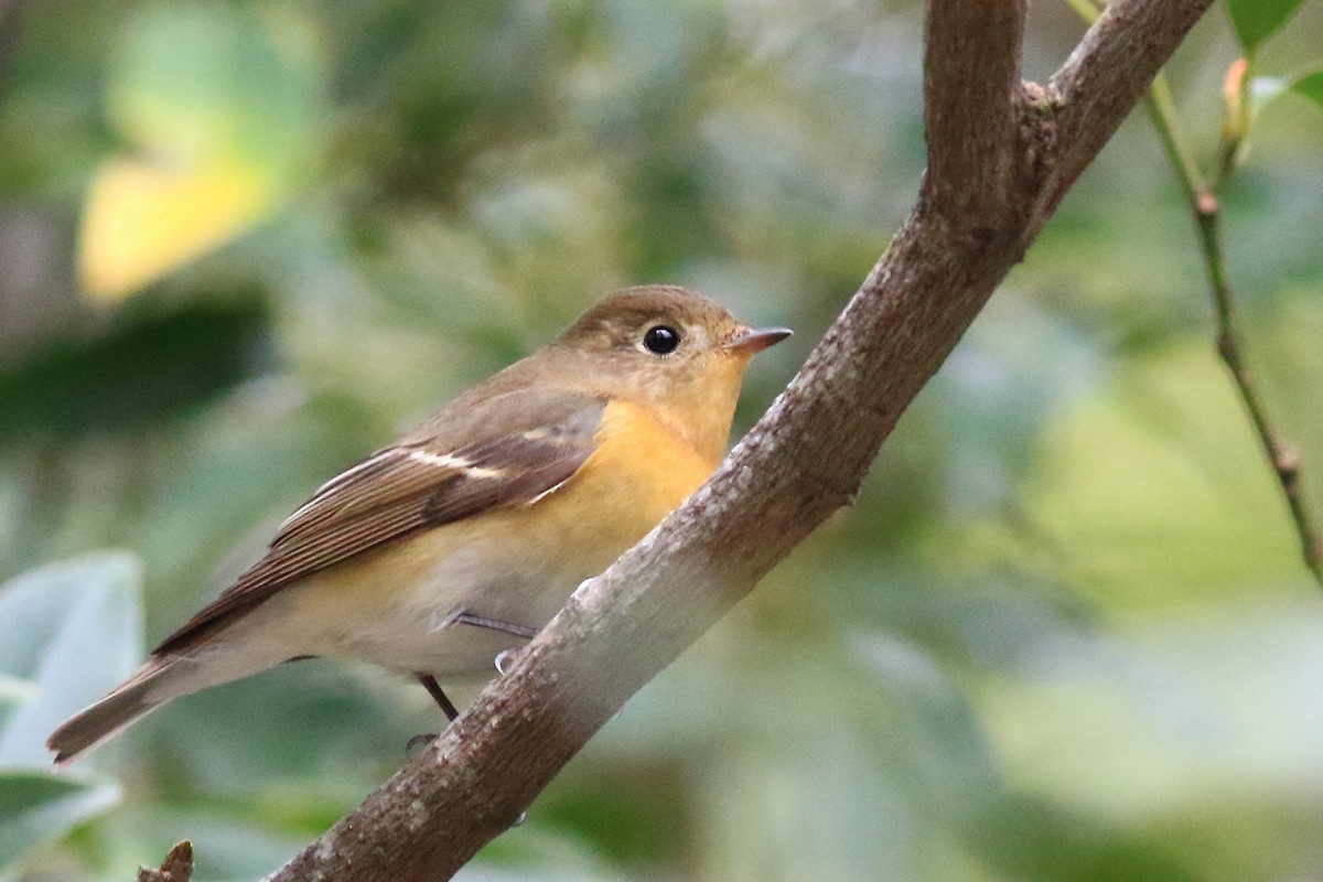 Mugimaki Flycatcher - CF Yang