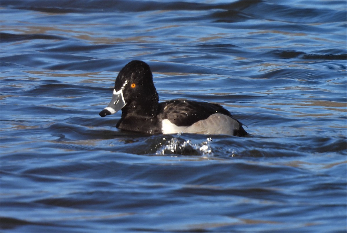 Ring-necked Duck - ML410502061