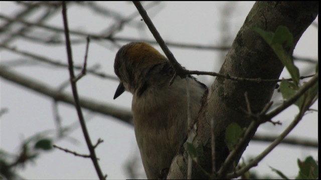 キバナシマセゲラ（aurifrons） - ML410503