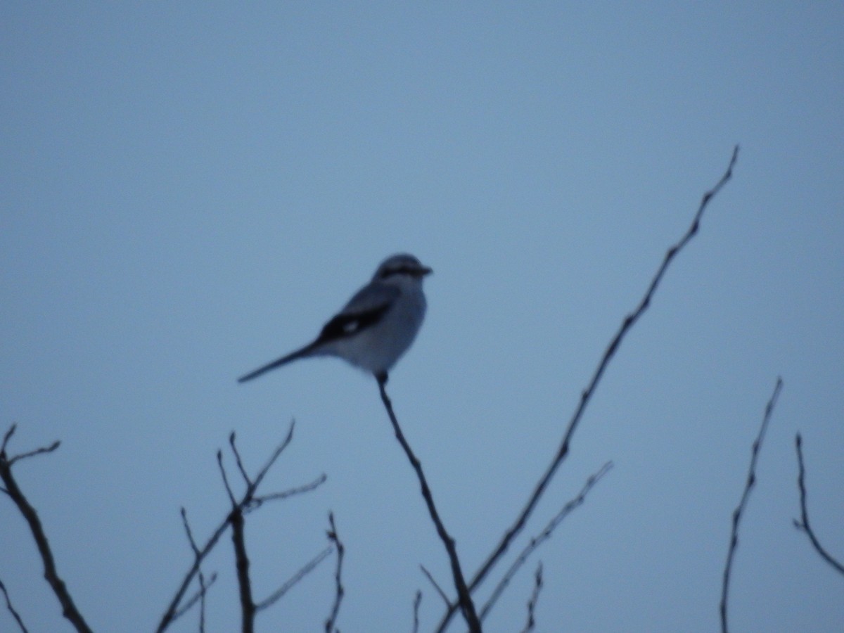 Northern Shrike - ML41050421