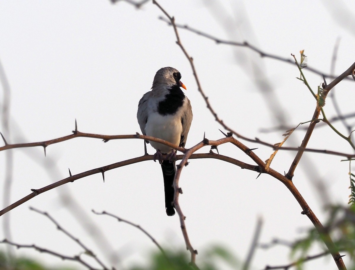 Tortora mascherata - ML410504901