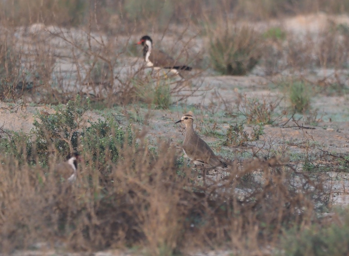 Sociable Lapwing - ML410504951