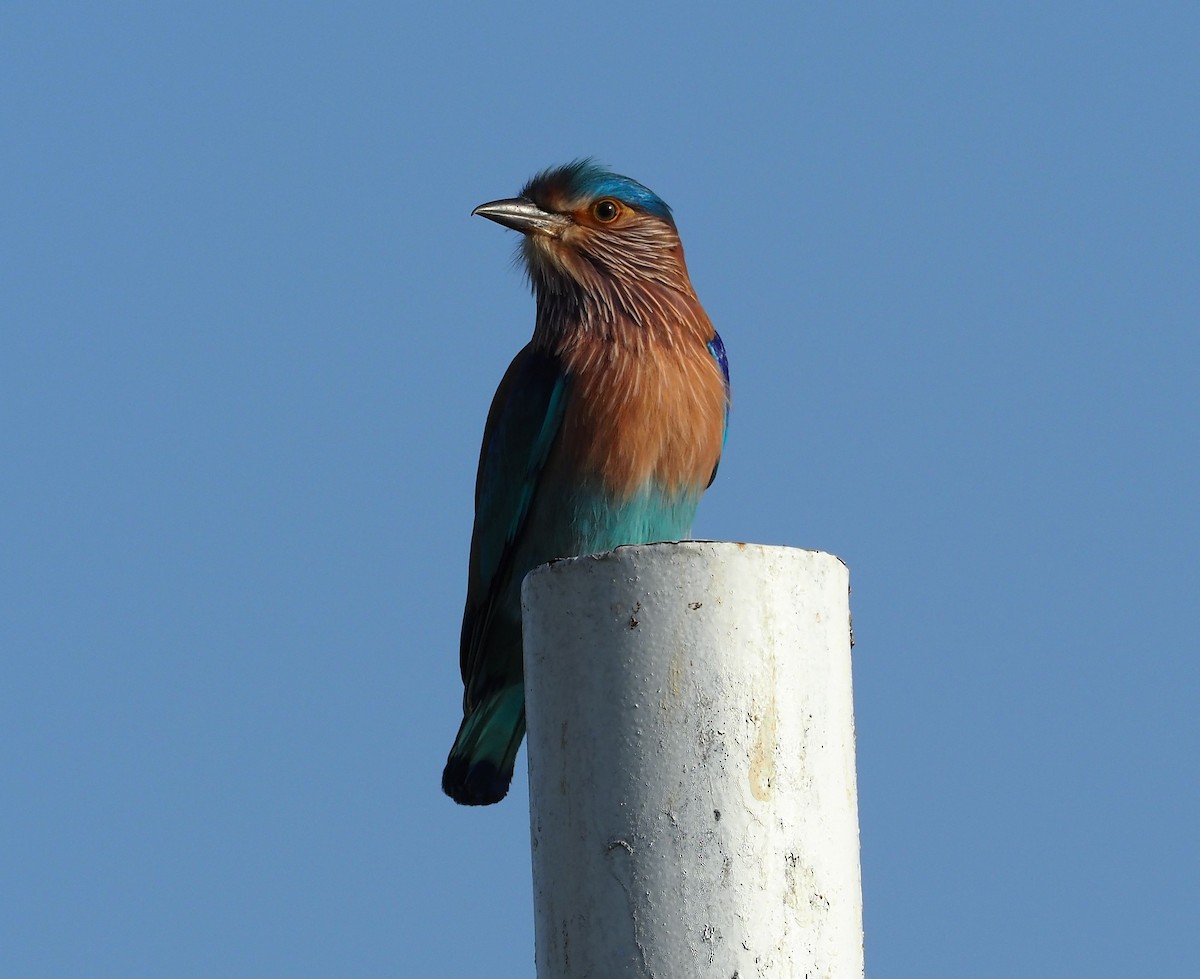 Indian Roller - ML410505011