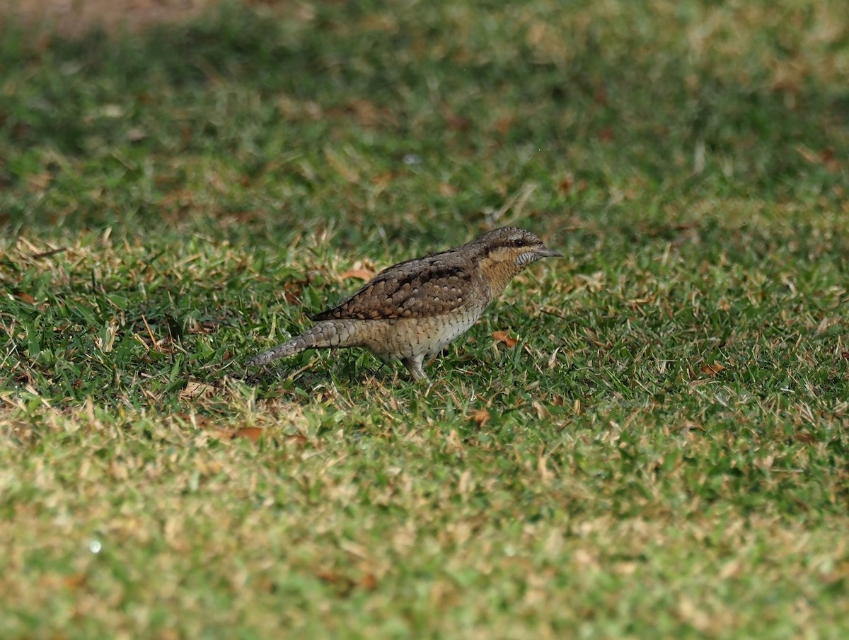 Eurasian Wryneck - ML410505071