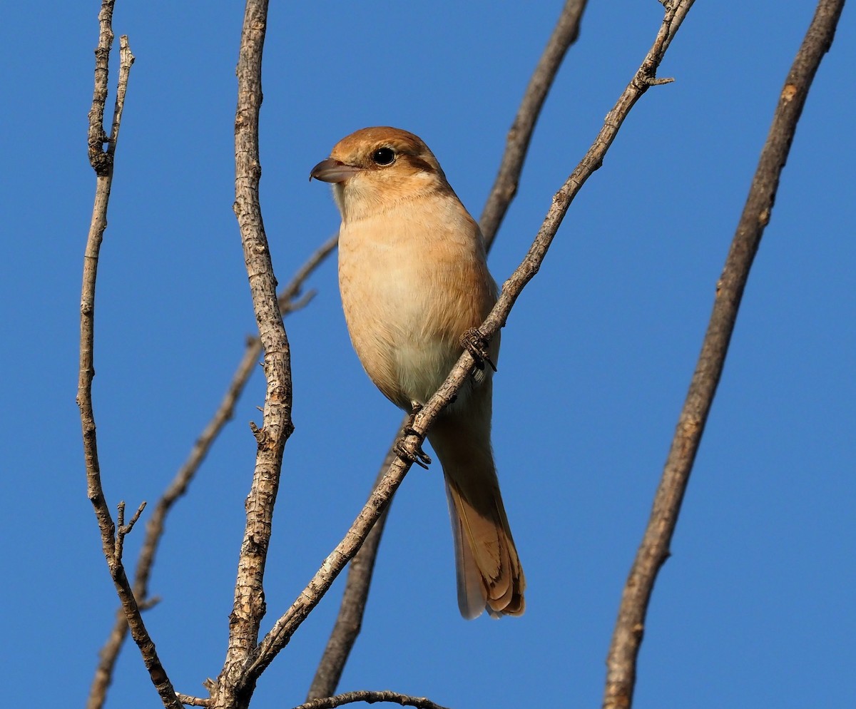 Averla codirossa - ML410505101