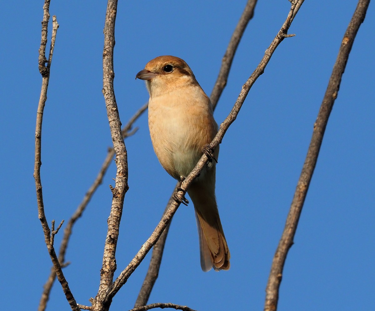 Red-tailed Shrike - ML410505101