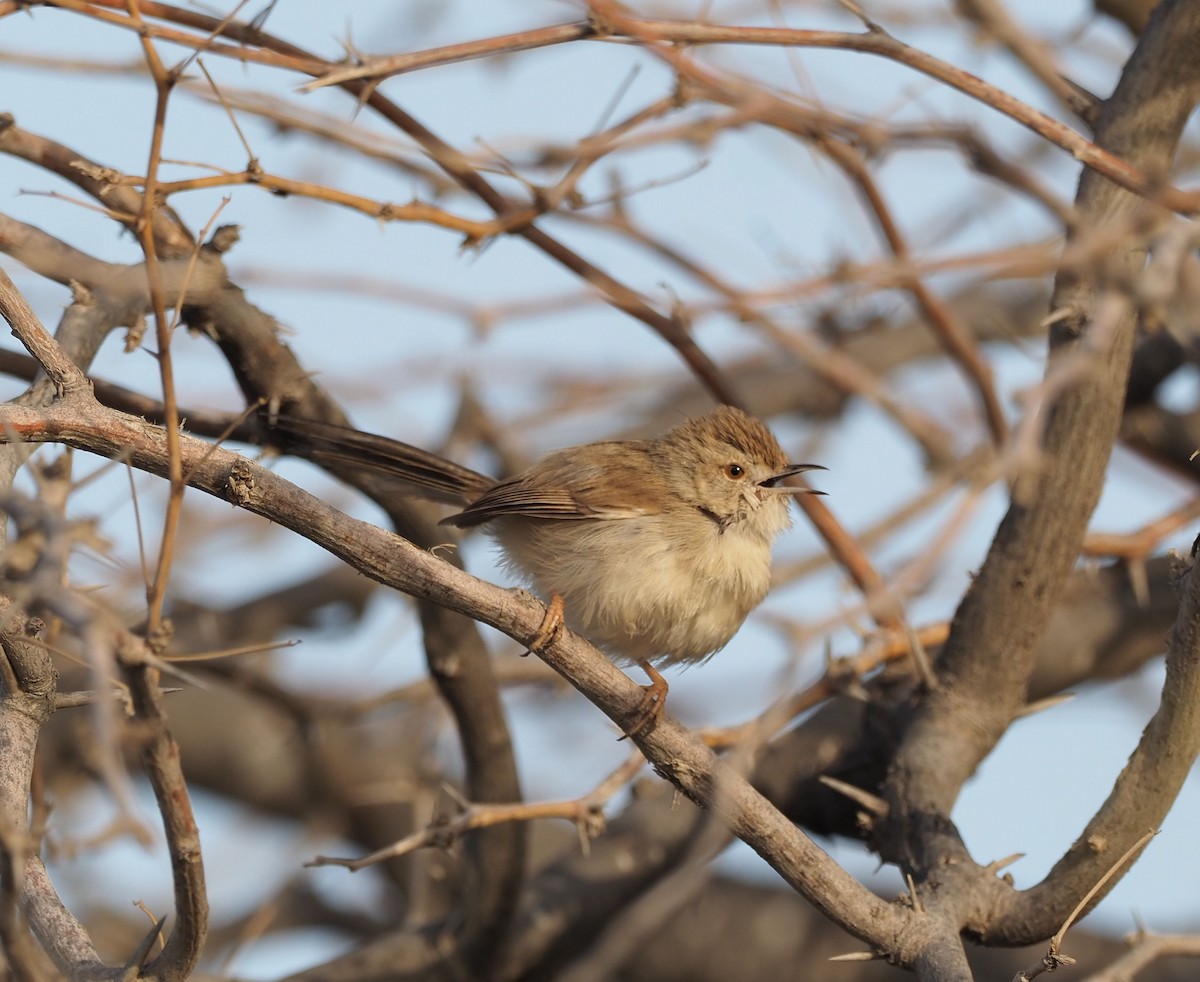 Delicate Prinia - Martin Meier