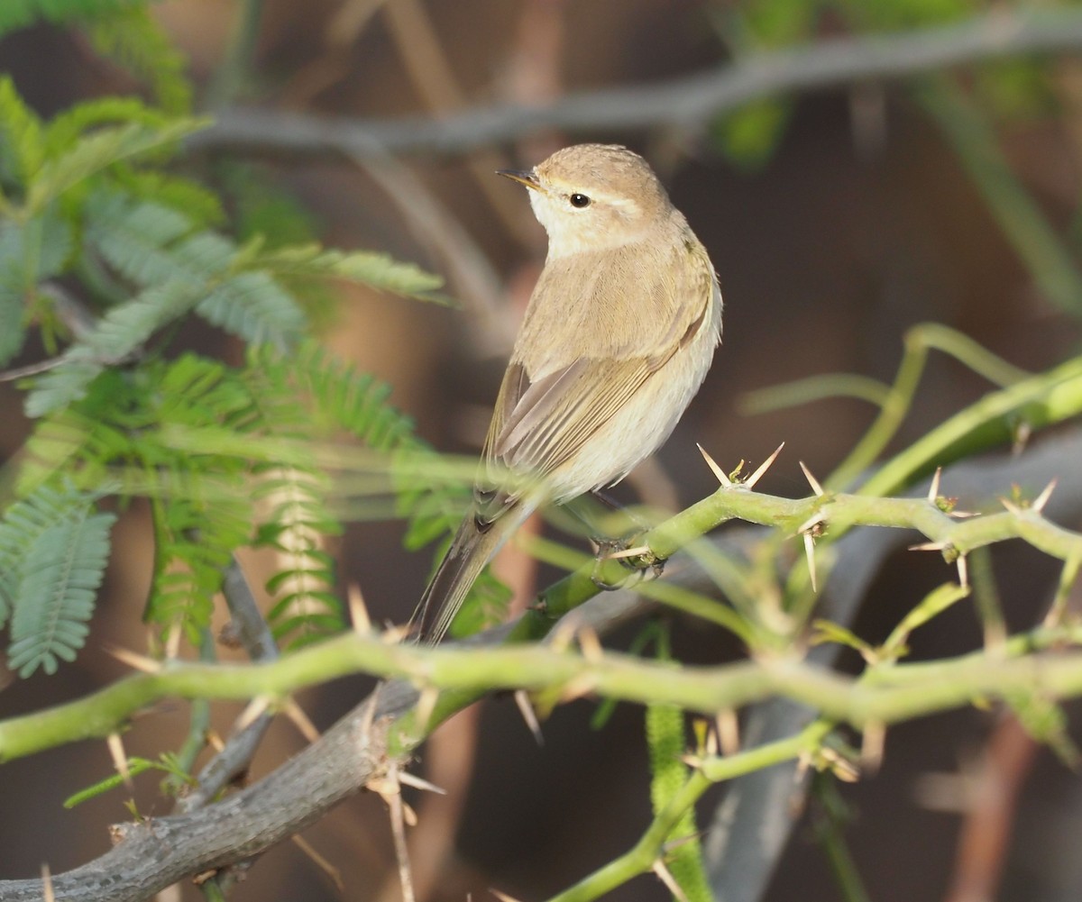 Common Chiffchaff - ML410505191