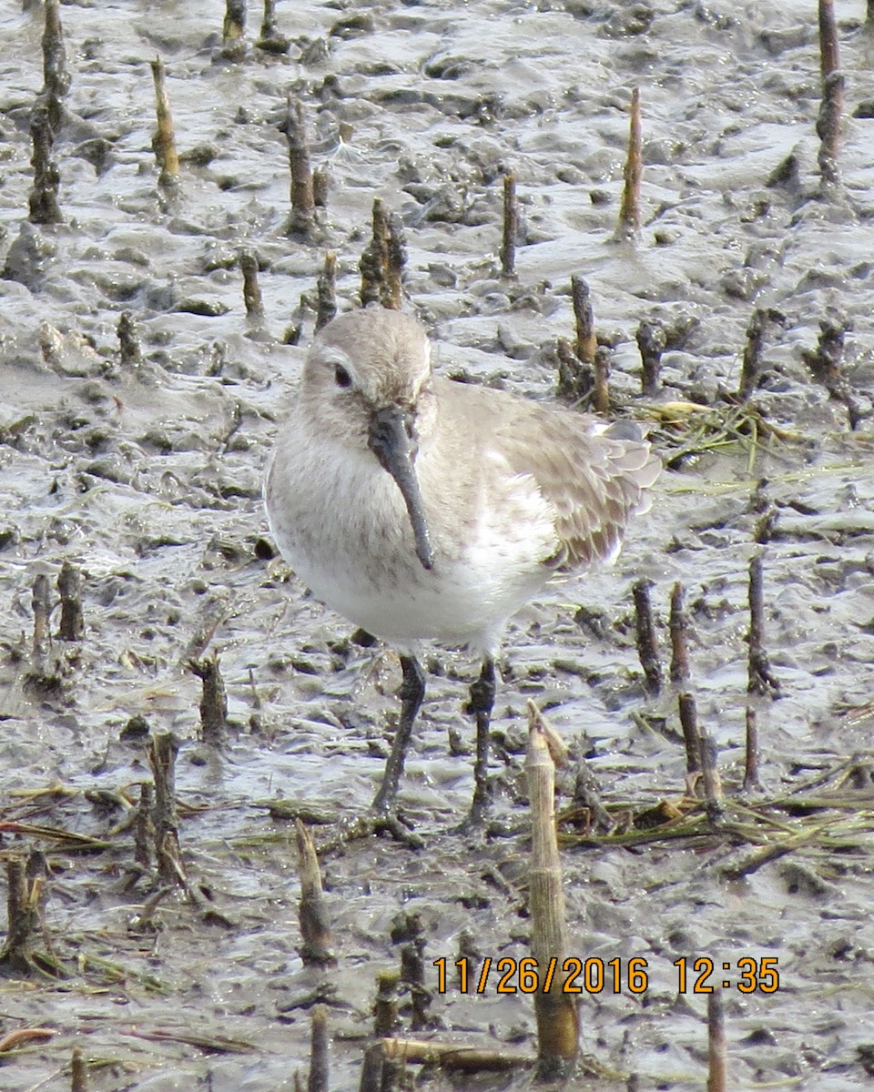 Dunlin - Marcie Oliva