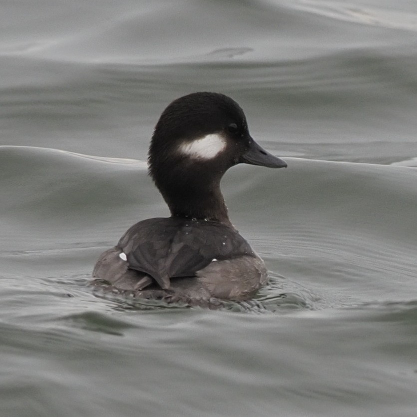 Bufflehead - ML410507951