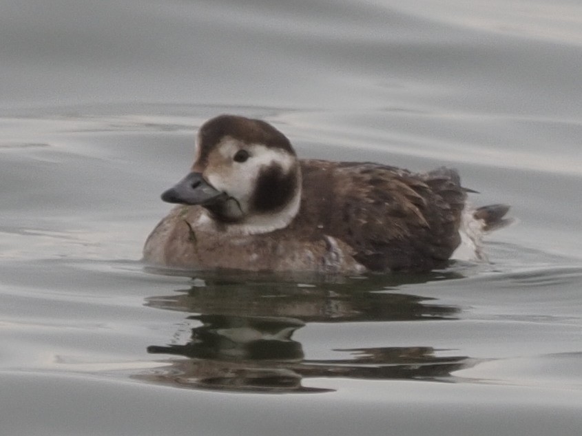 Long-tailed Duck - ML410507971