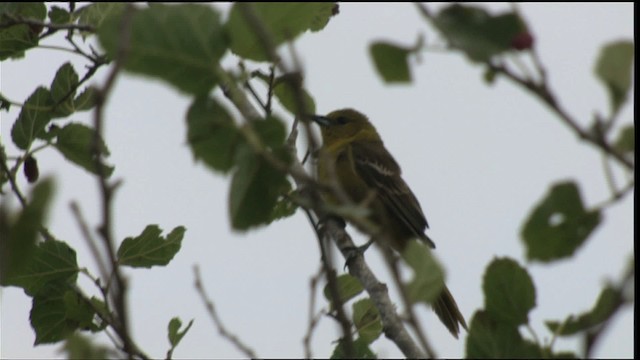 ムナグロムクドリモドキ（cucullatus／sennetti） - ML410508