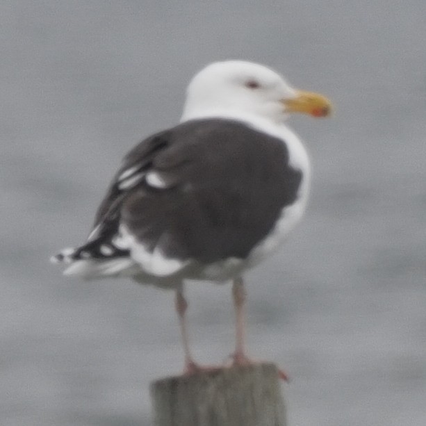 Great Black-backed Gull - ML410510691