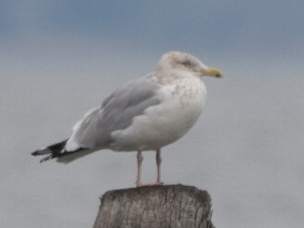 Herring Gull - ML410510701