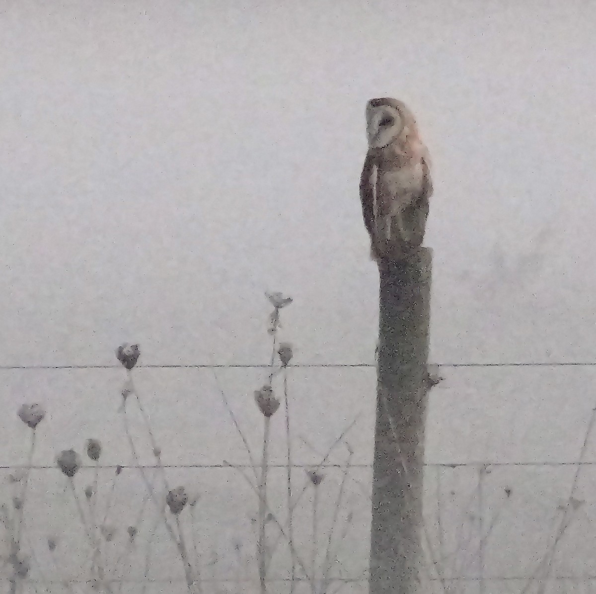 Barn Owl (American) - ML410511491