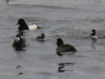 Greater Scaup - ML410511831