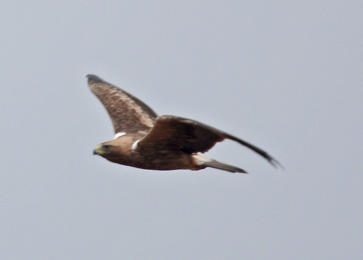 Booted Eagle - ML410512241