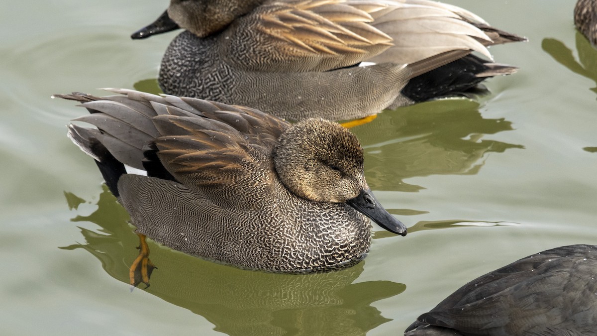 Gadwall - ML410512481