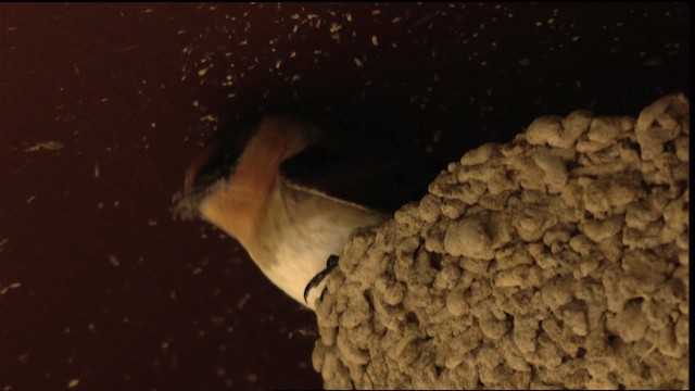 Höhlenschwalbe (pallida) - ML410513