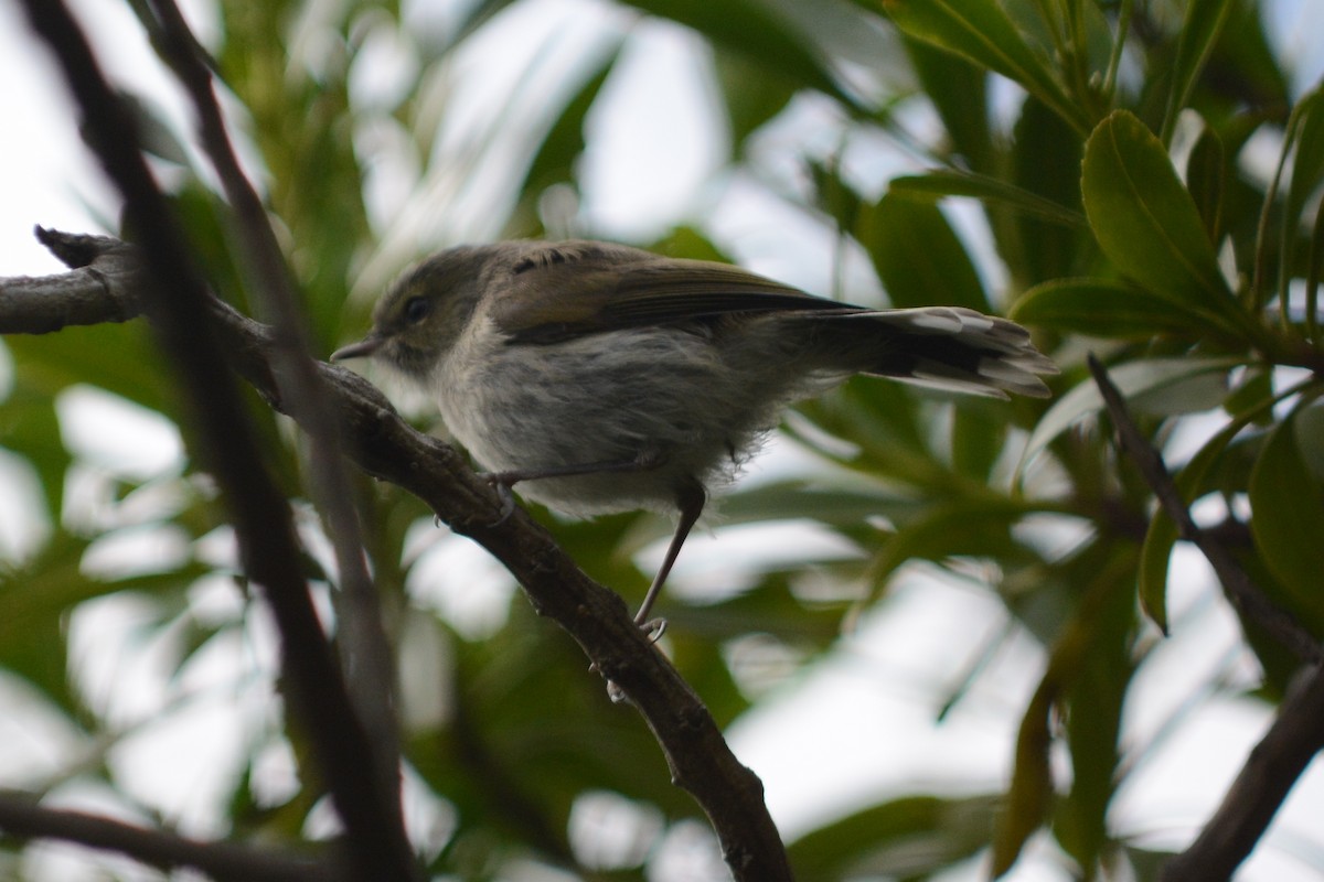 Gray Gerygone - ML41051361