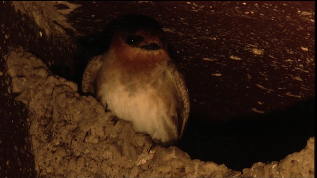 Höhlenschwalbe (pallida) - ML410515