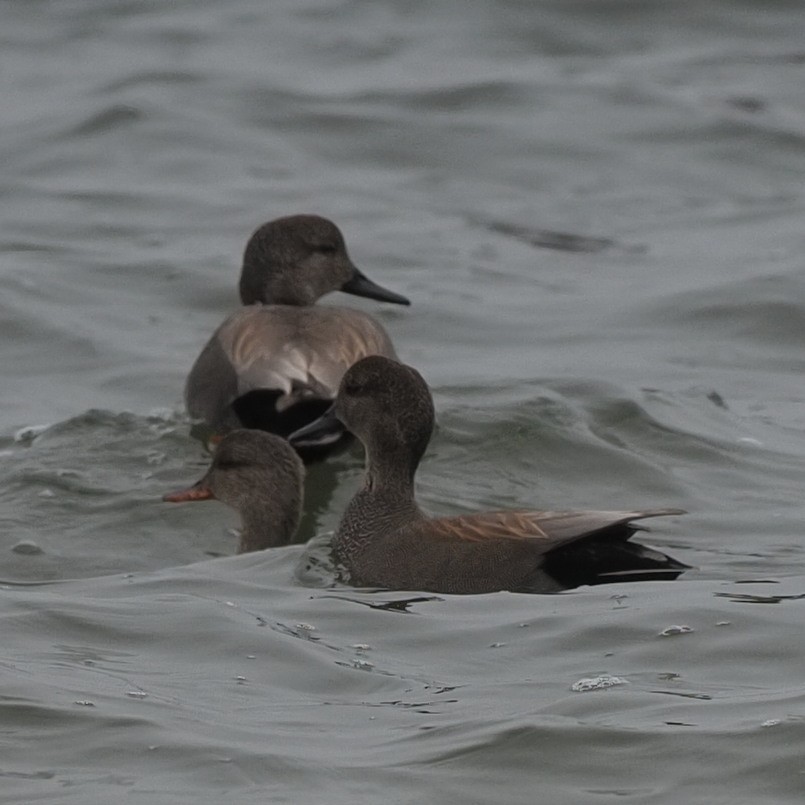 Gadwall - ML410515271