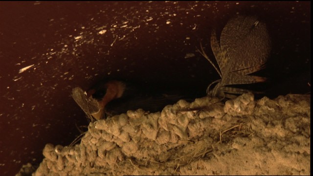 Höhlenschwalbe (pallida) - ML410516