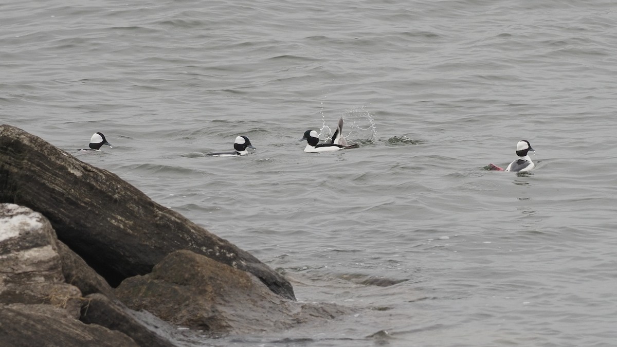 Bufflehead - ML410517091