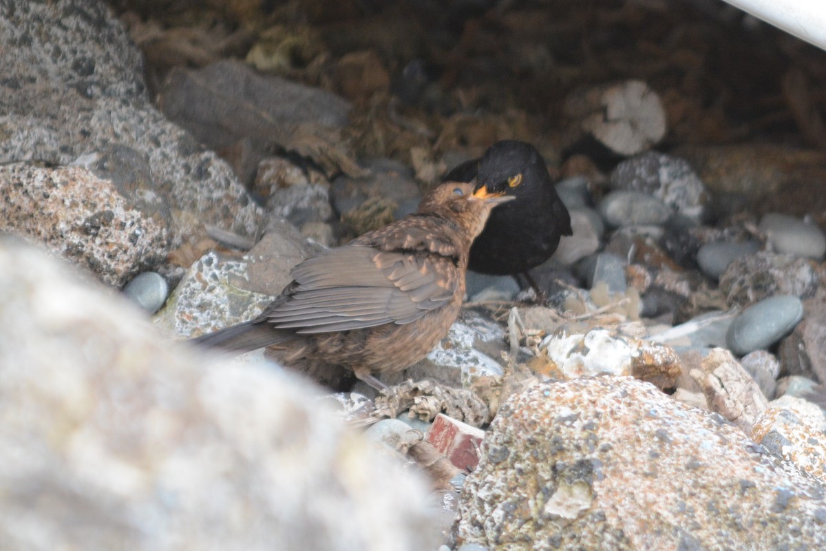 Eurasian Blackbird - ML41051771