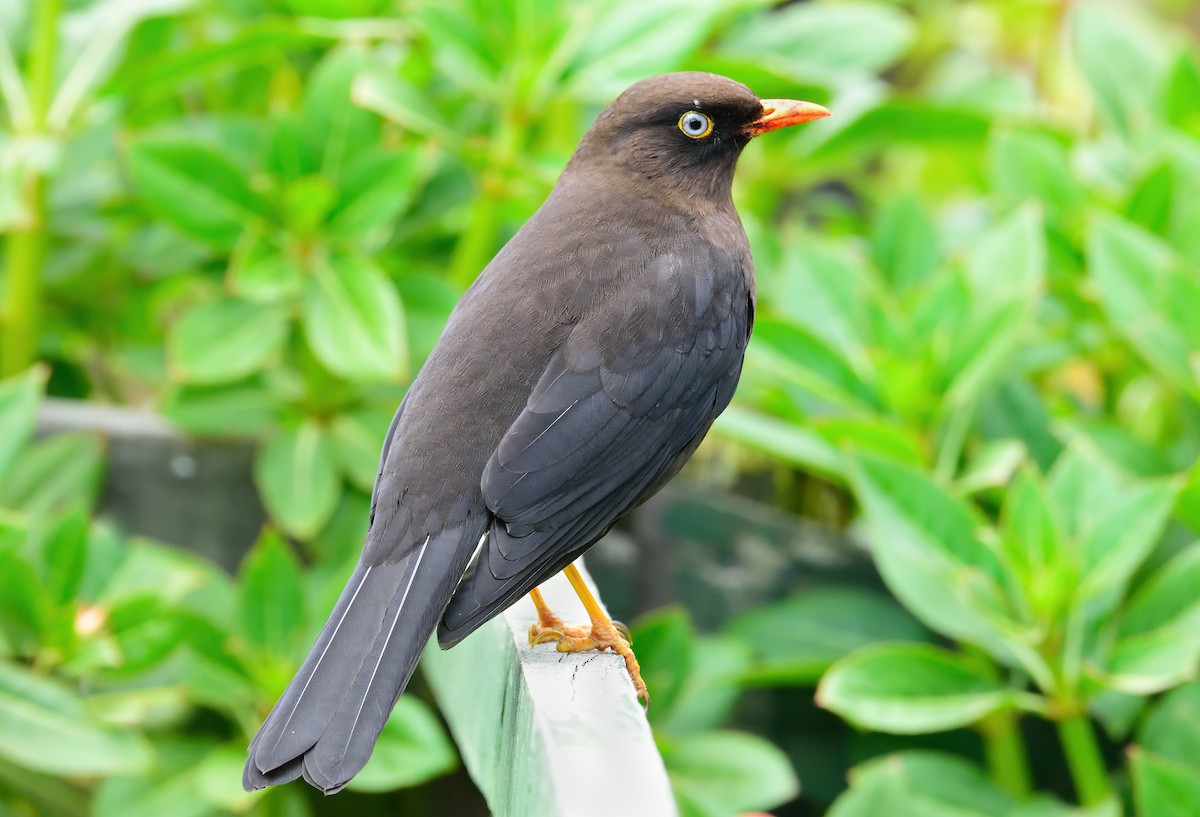 Sooty Thrush - ML410519881