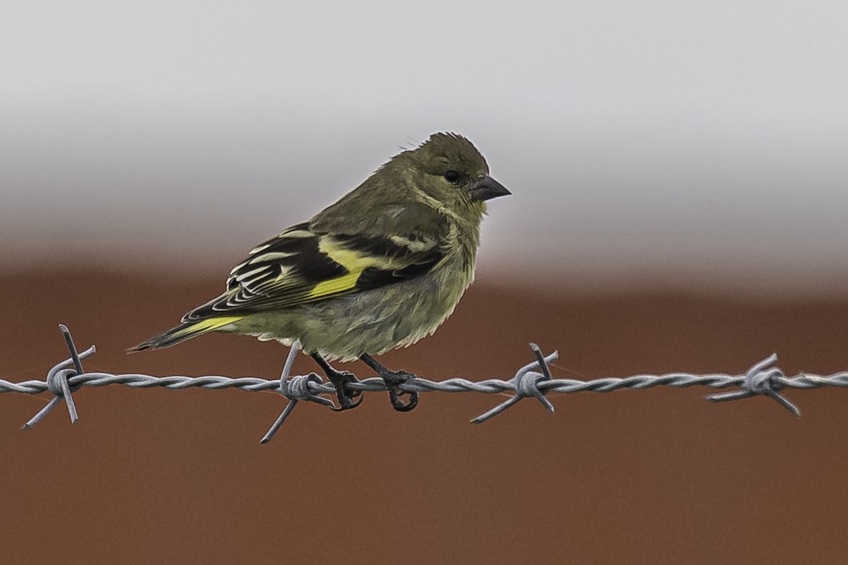 Hooded Siskin - ML410523621