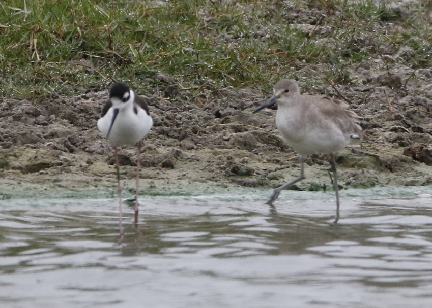 Willet (Western) - ML410523851