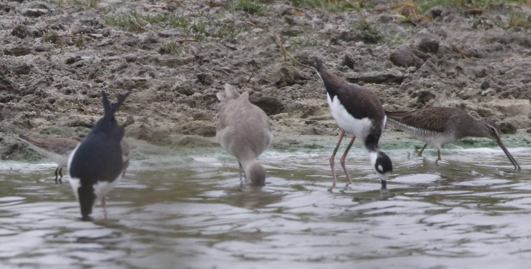 Willet (Western) - ML410523871