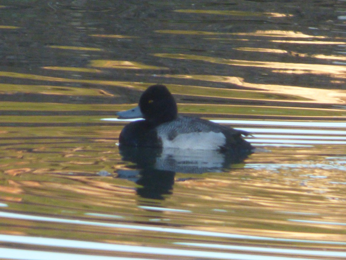 Lesser Scaup - ML410525931