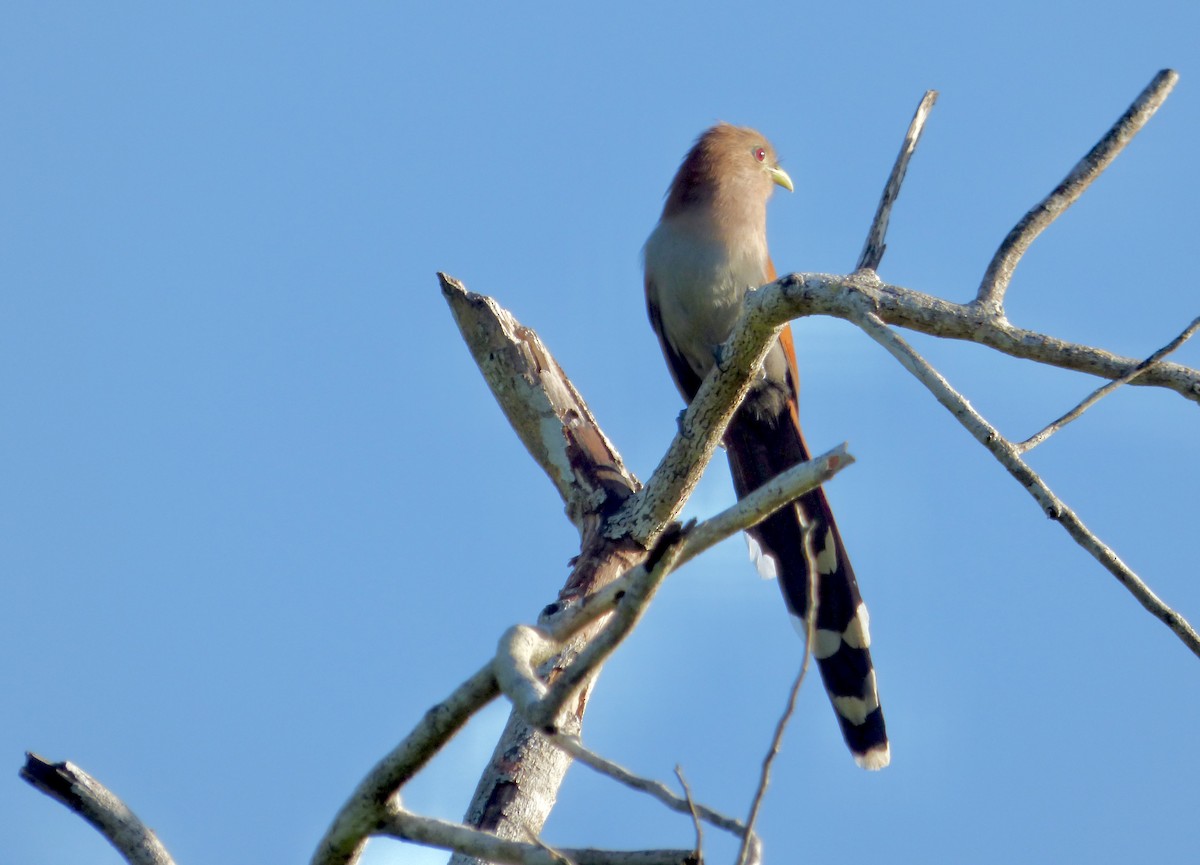 Squirrel Cuckoo - ML410526521