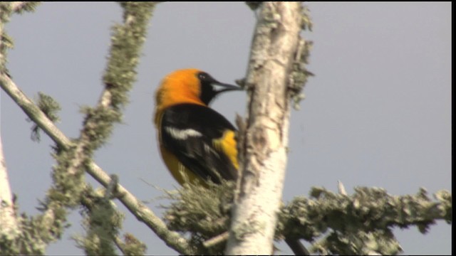 Hooded Oriole (cucullatus/sennetti) - ML410527