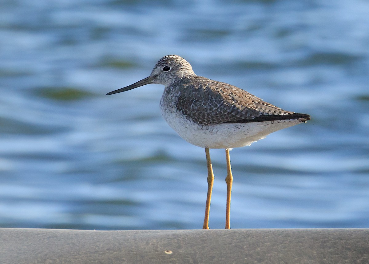 Greater Yellowlegs - Doug Backlund