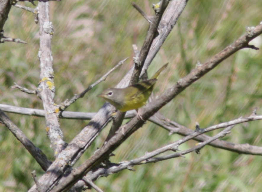 Dickicht-/Graukopf-Waldsänger - ML41052761