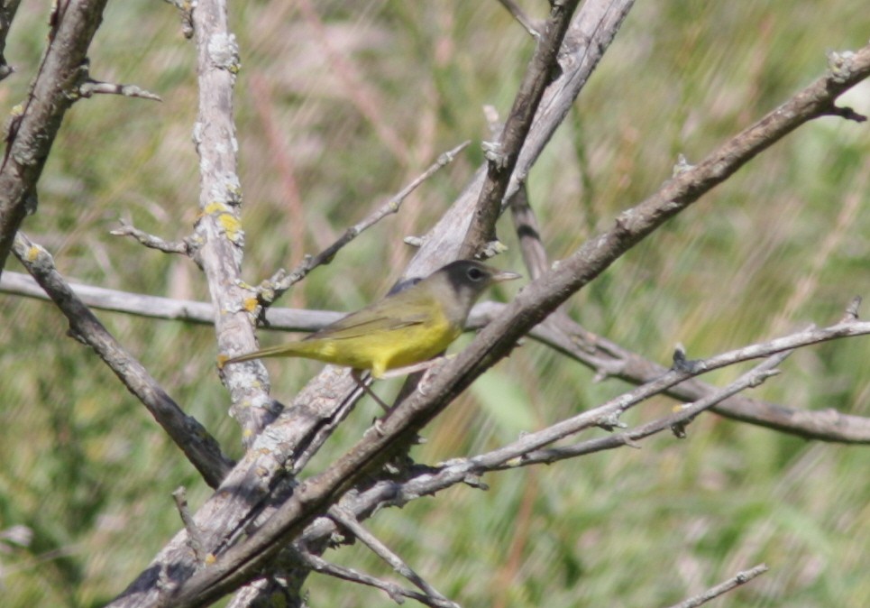 Dickicht-/Graukopf-Waldsänger - ML41052771