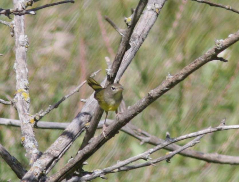 Dickicht-/Graukopf-Waldsänger - ML41052791